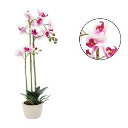 Bielo-ružová orchidea 70 cm