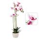 Bielo-ružová orchidea 70 cm