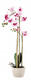 Bielo-ružová orchidea 70 cm