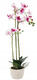 Bielo-ružová orchidea 70 cm