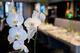 Bielo-ružová orchidea 70 cm