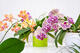 Bielo-ružová orchidea 70 cm