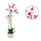 Bielo-ružová orchidea 70 cm