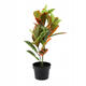 Umelá rastlina Fikus 58 cm