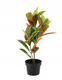 Umelá rastlina Fikus 58 cm
