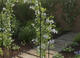 Elegantná záhradná pergola s kotvami 114 x 37 x 230 cm